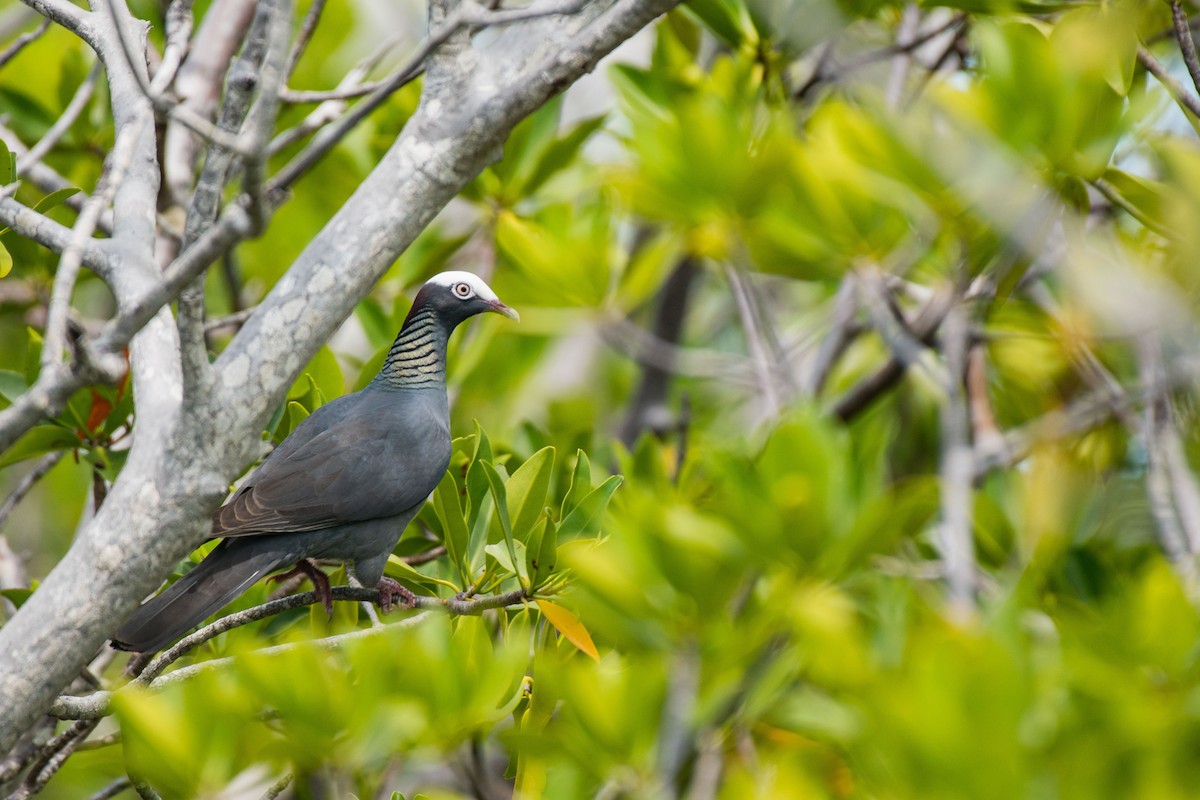 White-crowned Pigeon - ML575617281