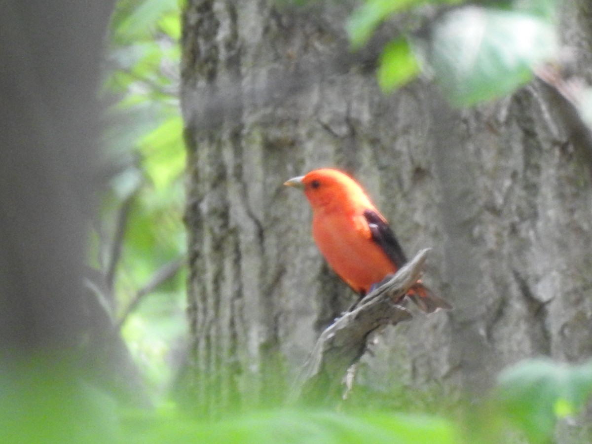 Scarlet Tanager - ML575627051