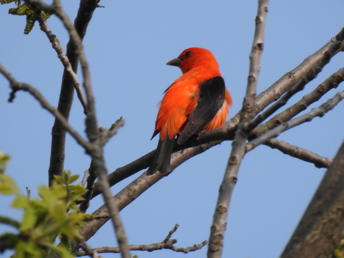 Scarlet Tanager - ML575627061