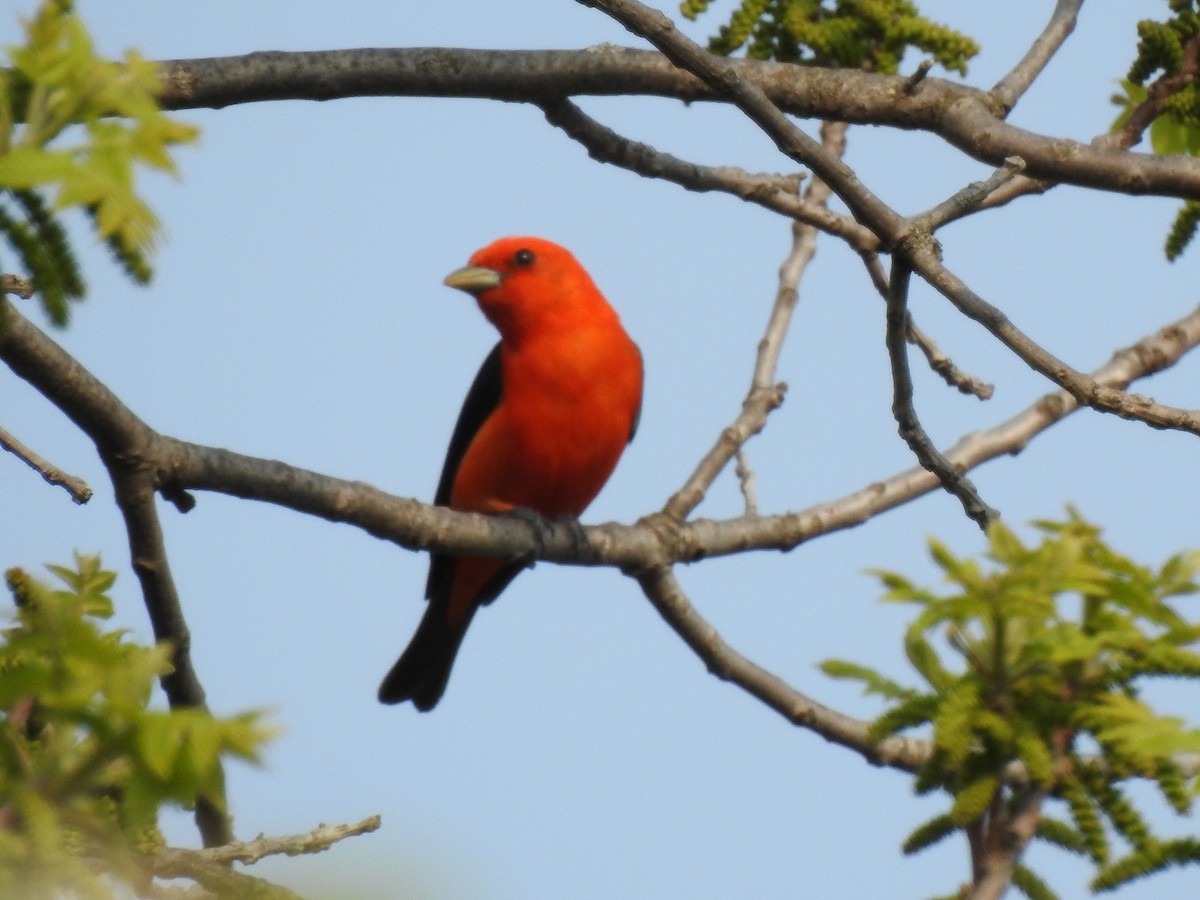 Scarlet Tanager - ML575627071