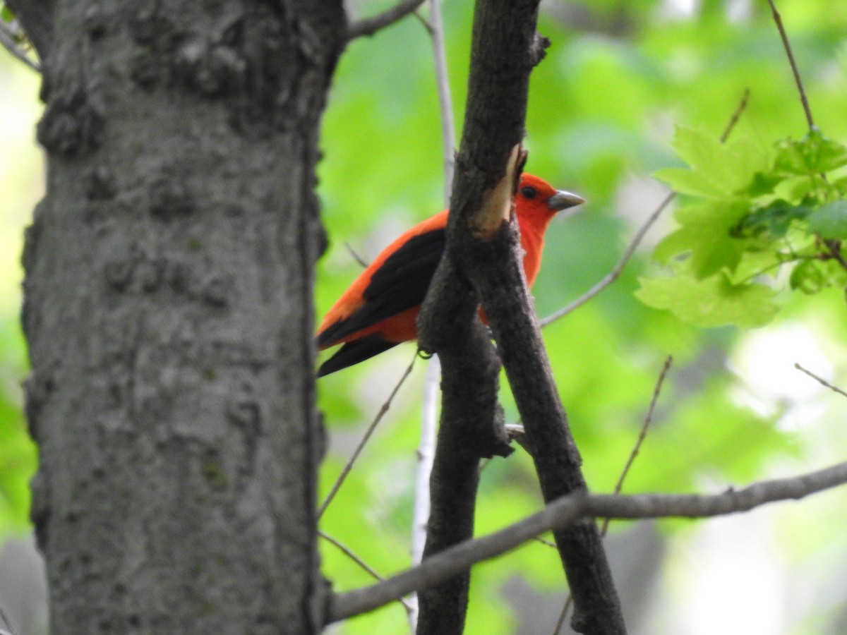 Scarlet Tanager - ML575627081