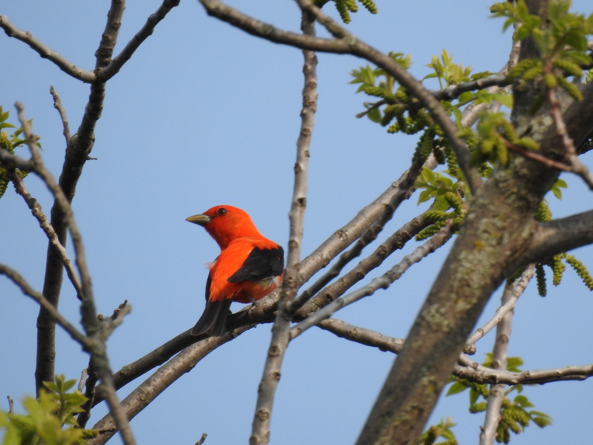 Scarlet Tanager - ML575627091