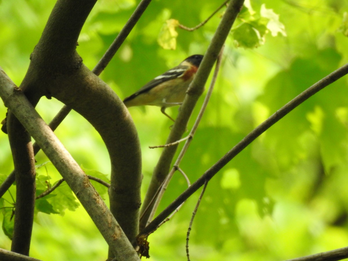 Bay-breasted Warbler - ML575627721