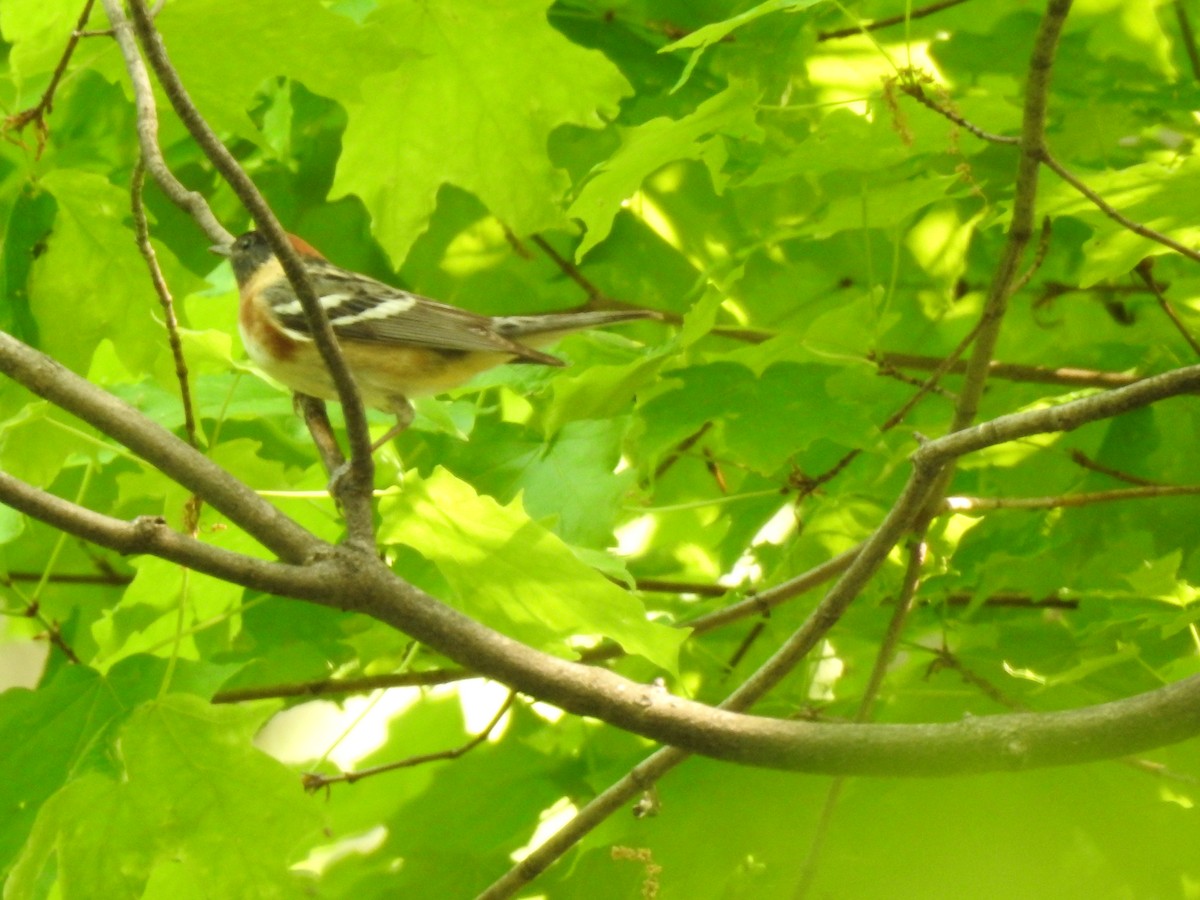 Bay-breasted Warbler - ML575627751