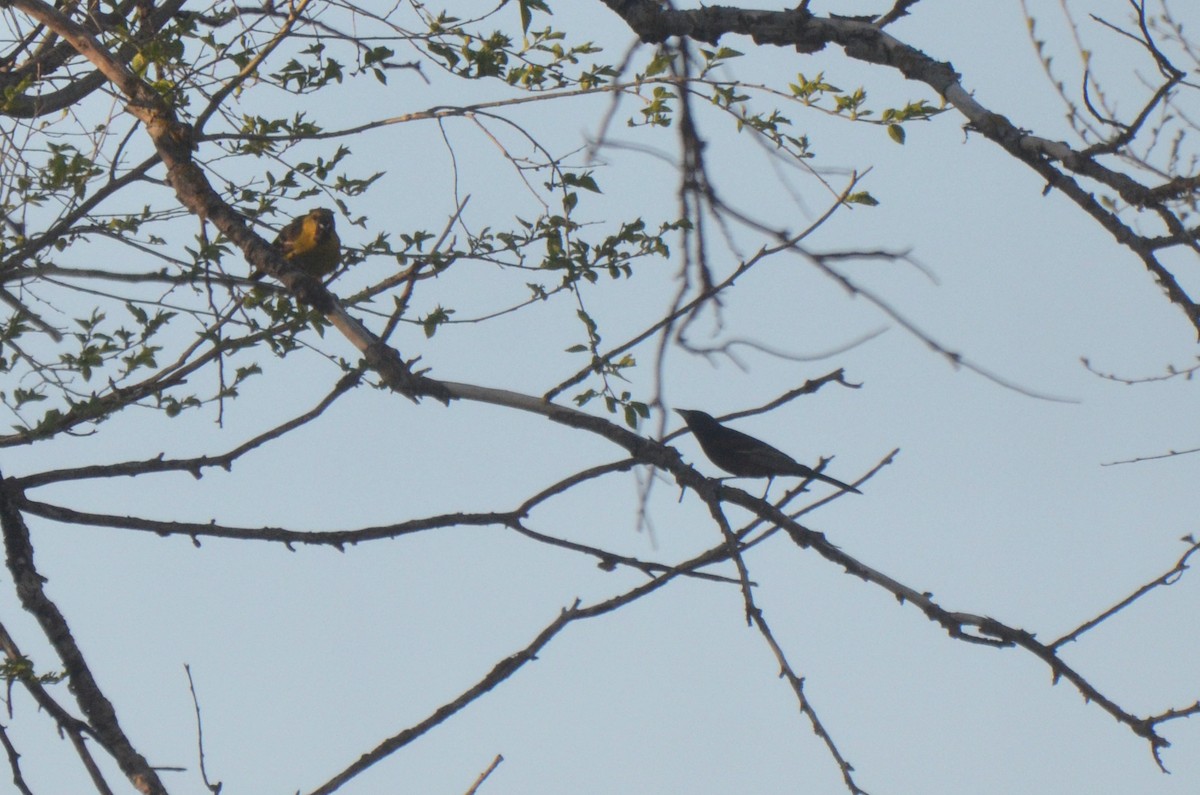 Orchard Oriole - ML575629621