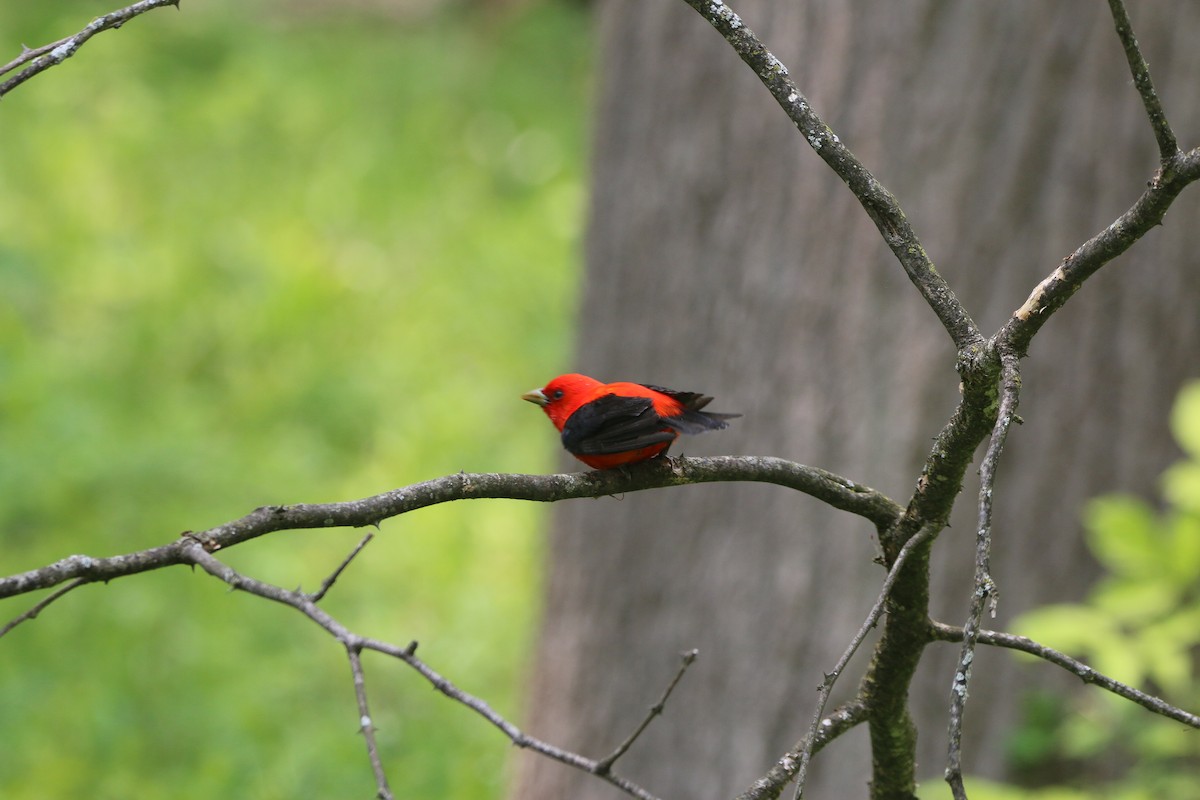 Scarlet Tanager - ML575631621