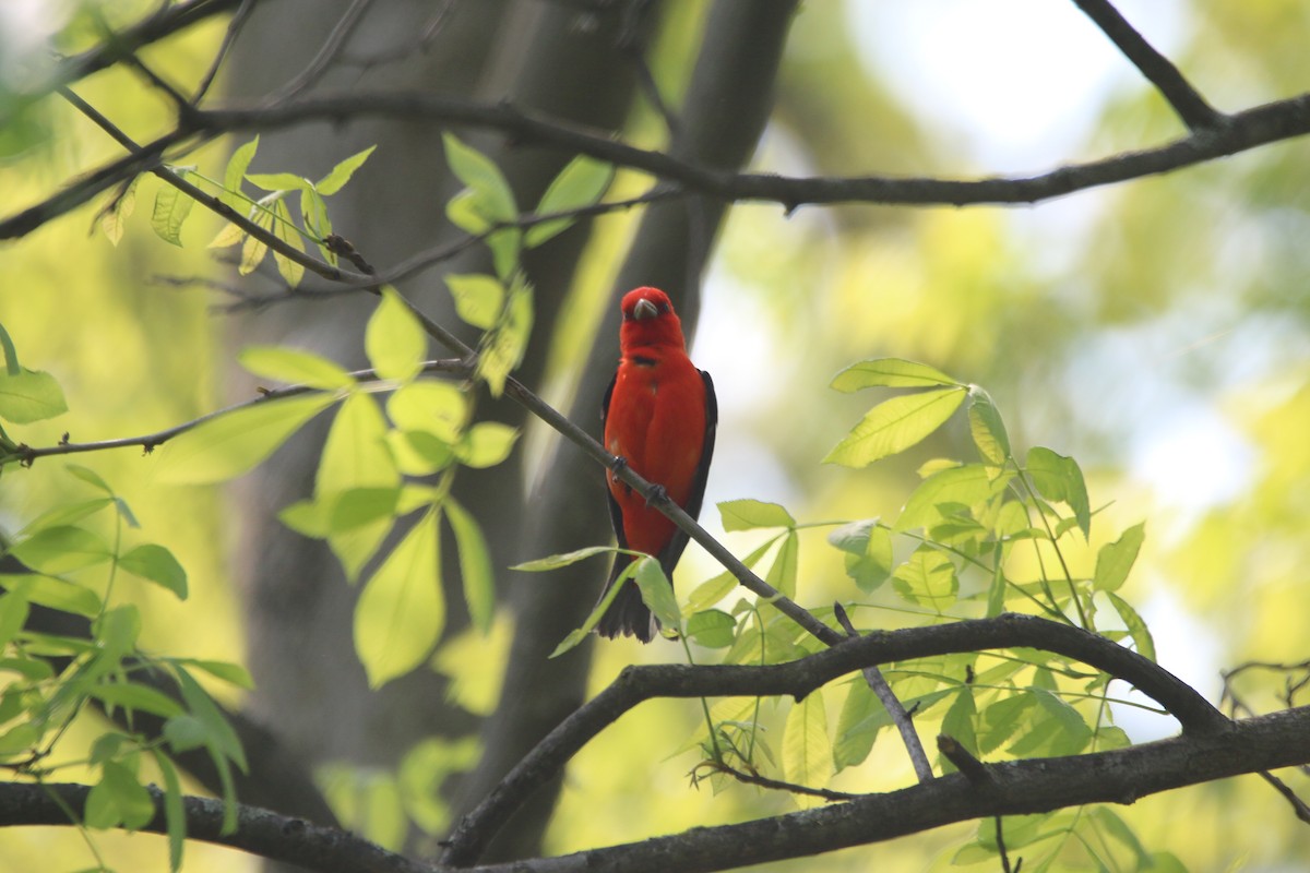 Scarlet Tanager - ML575631631