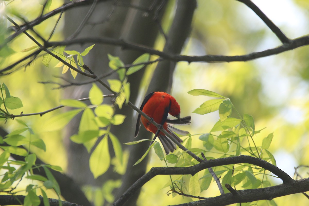 Scarlet Tanager - ML575631651