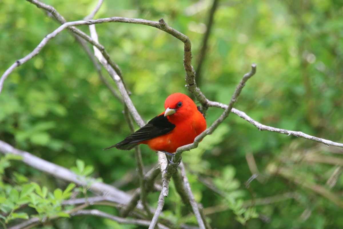 Scarlet Tanager - ML575631681