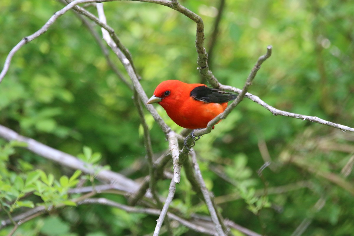 Scarlet Tanager - ML575631691