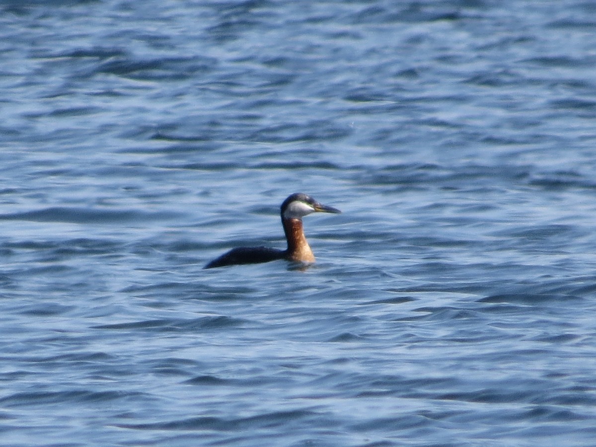 Red-necked Grebe - ML575635181