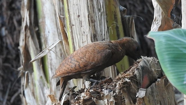 Rufous Woodpecker - ML575635791