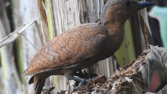 Rufous Woodpecker - ML575636251