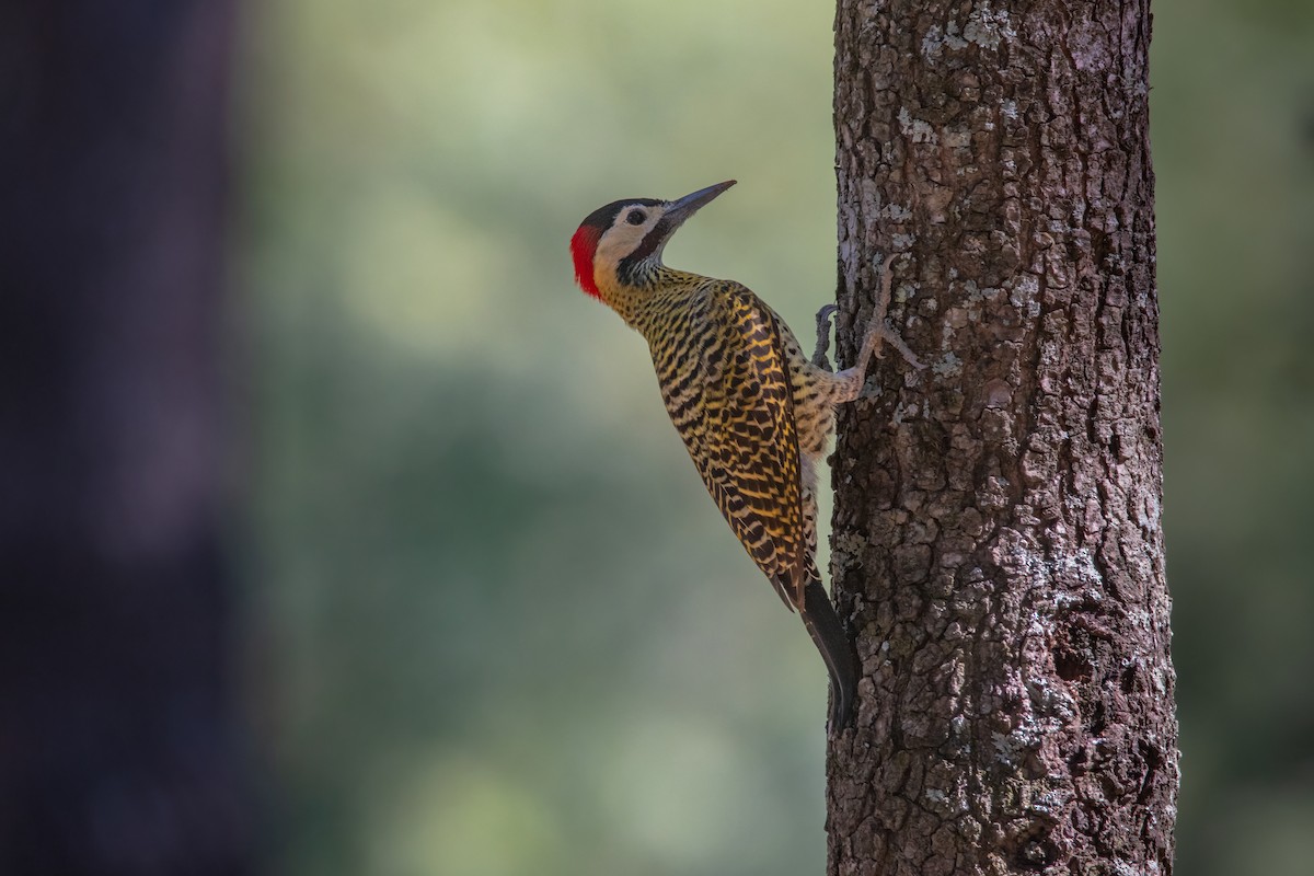 Green-barred Woodpecker - ML575639811