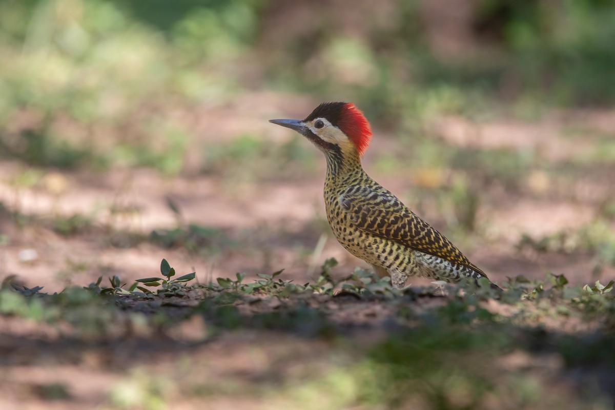 Green-barred Woodpecker - ML575639821