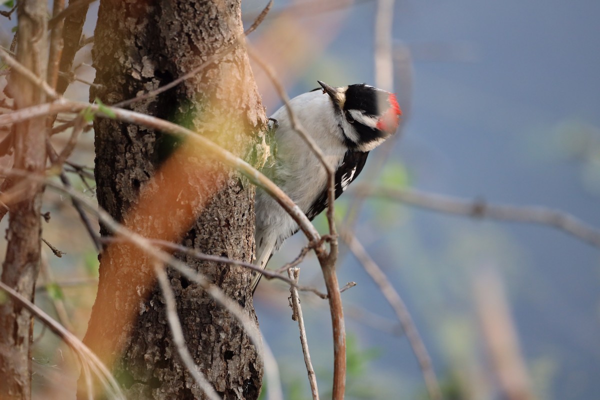 Downy Woodpecker - ML575640751