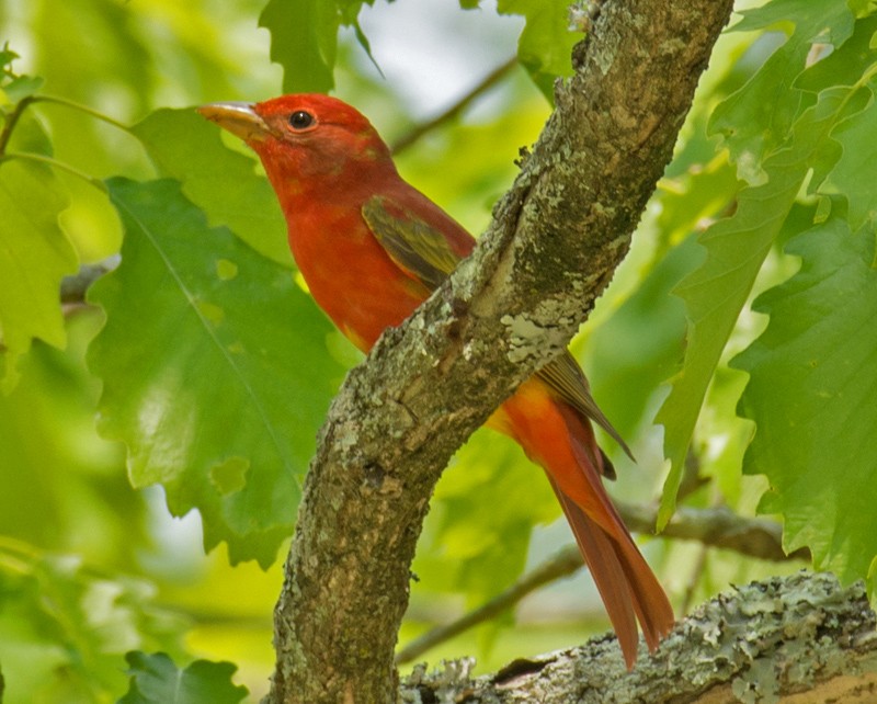 Scarlet Tanager - ML57564211