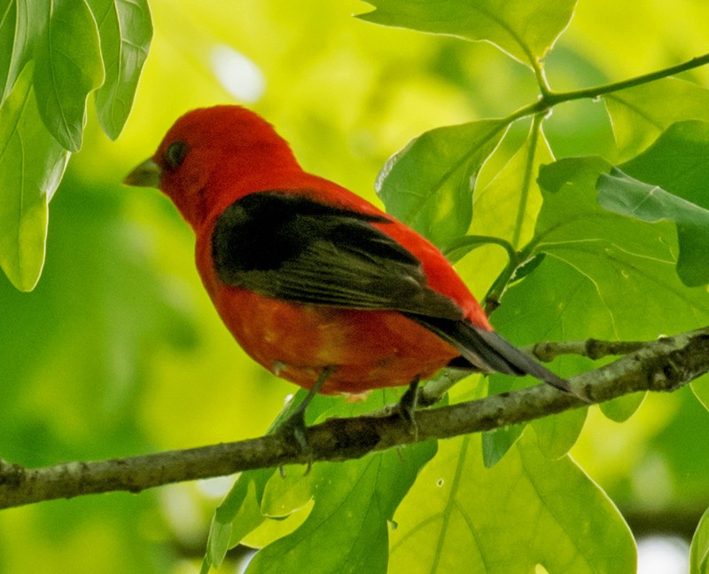 Scarlet Tanager - ML57564231