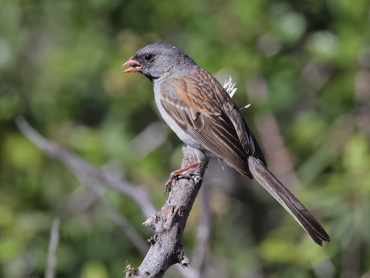 Black-chinned Sparrow - Glen Tepke