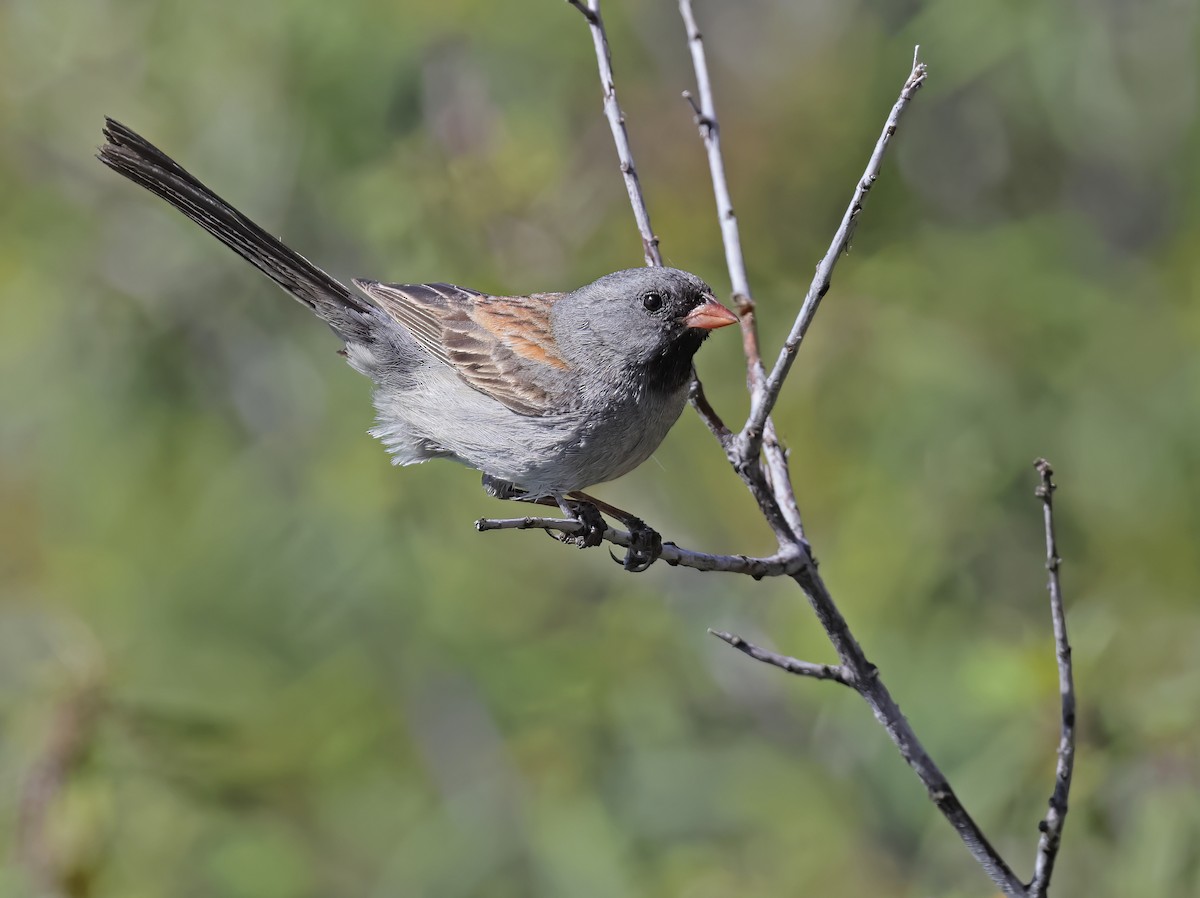 Black-chinned Sparrow - Glen Tepke