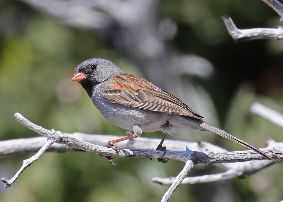 Black-chinned Sparrow - ML575642811