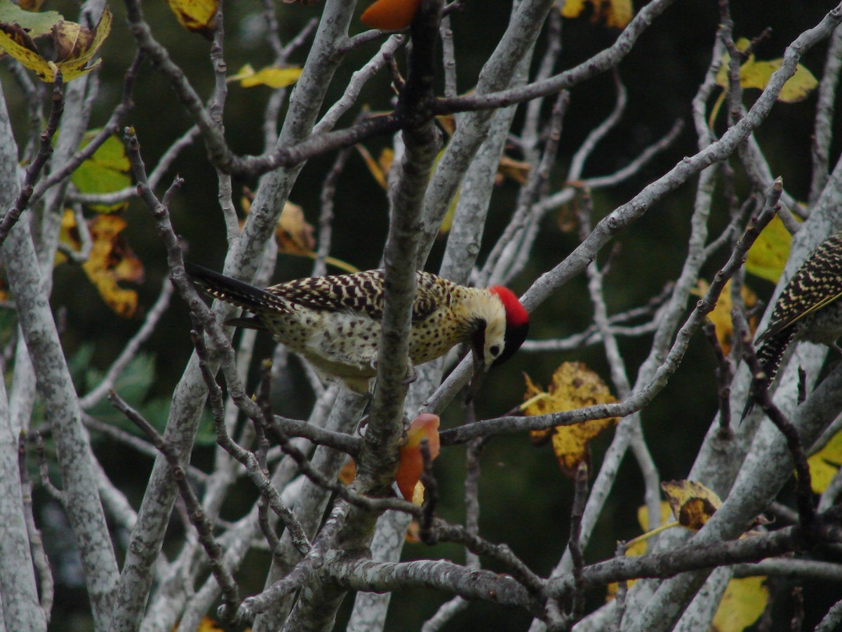 Green-barred Woodpecker - ML575647261