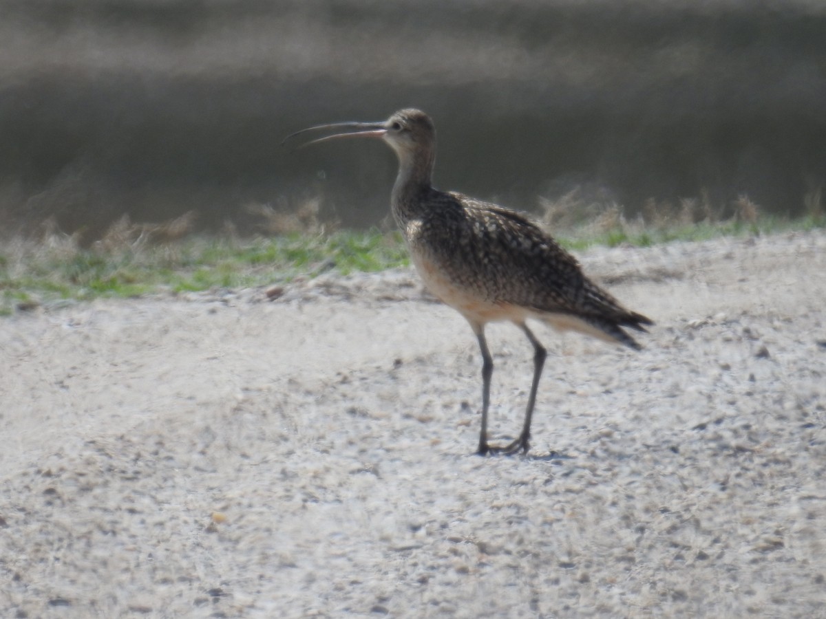 Long-billed Curlew - ML575651871