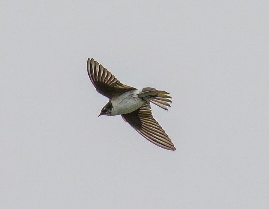 Northern Rough-winged Swallow - ML575652121