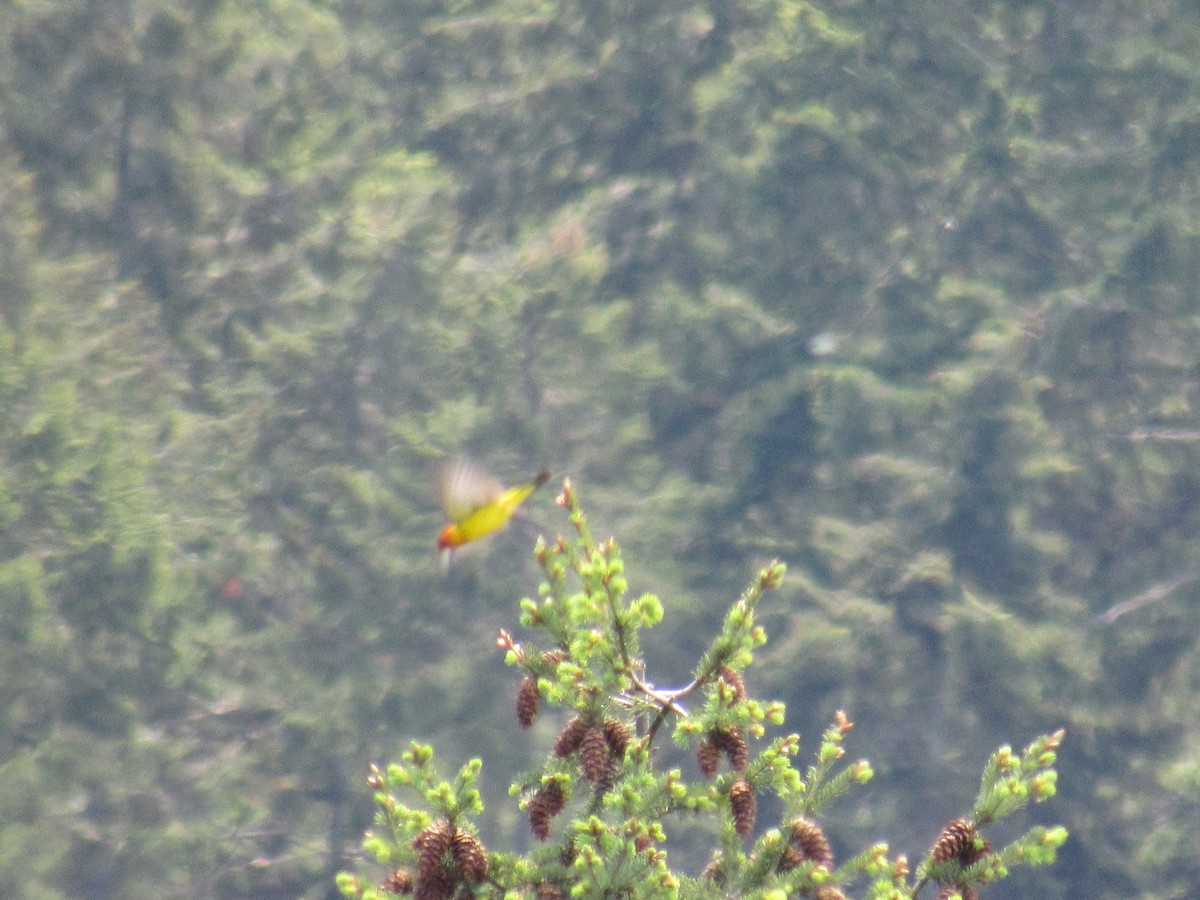 Western Tanager - ML575653341