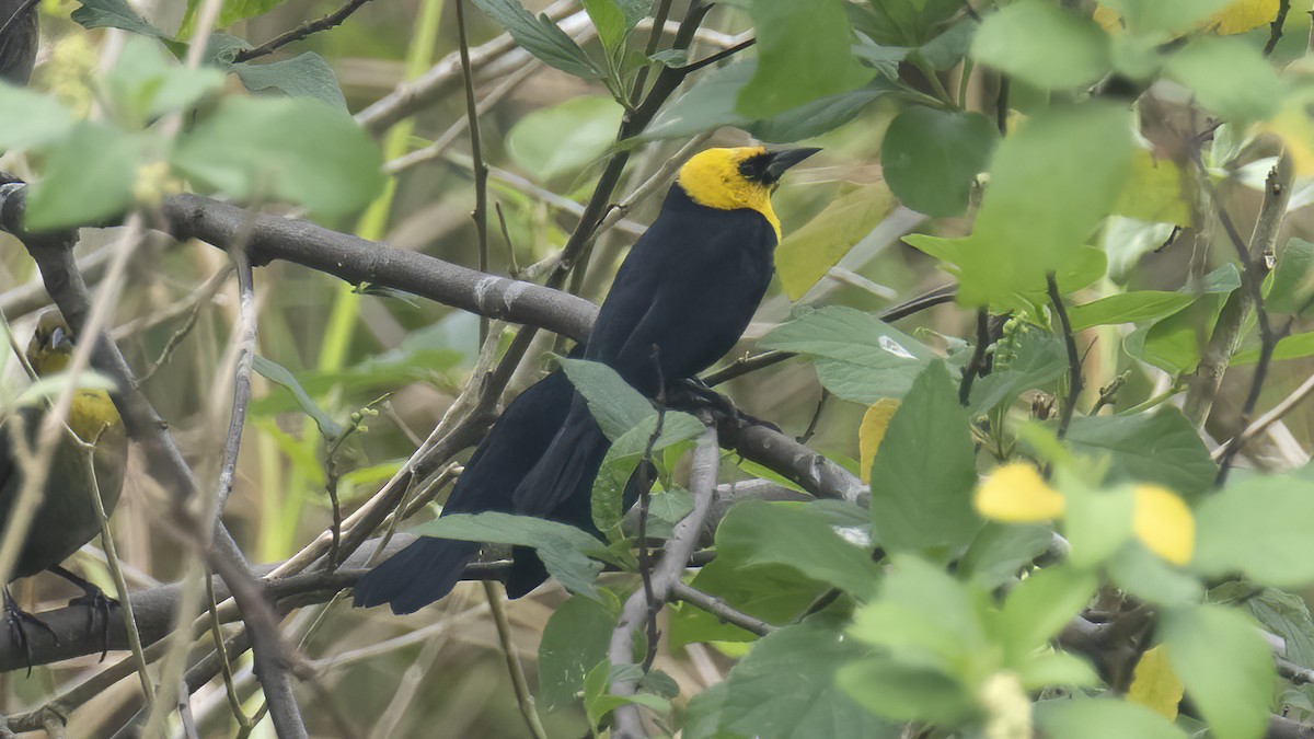 Yellow-hooded Blackbird - ML575654811