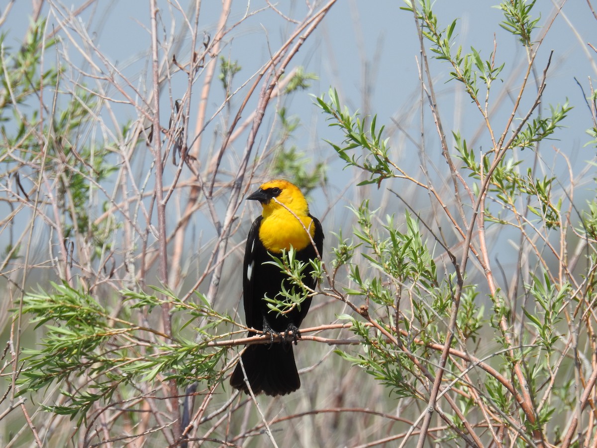 Yellow-headed Blackbird - ML575654901