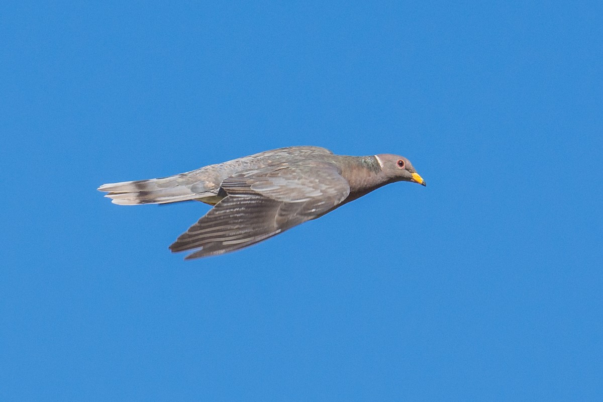 Band-tailed Pigeon - Jeff Bleam