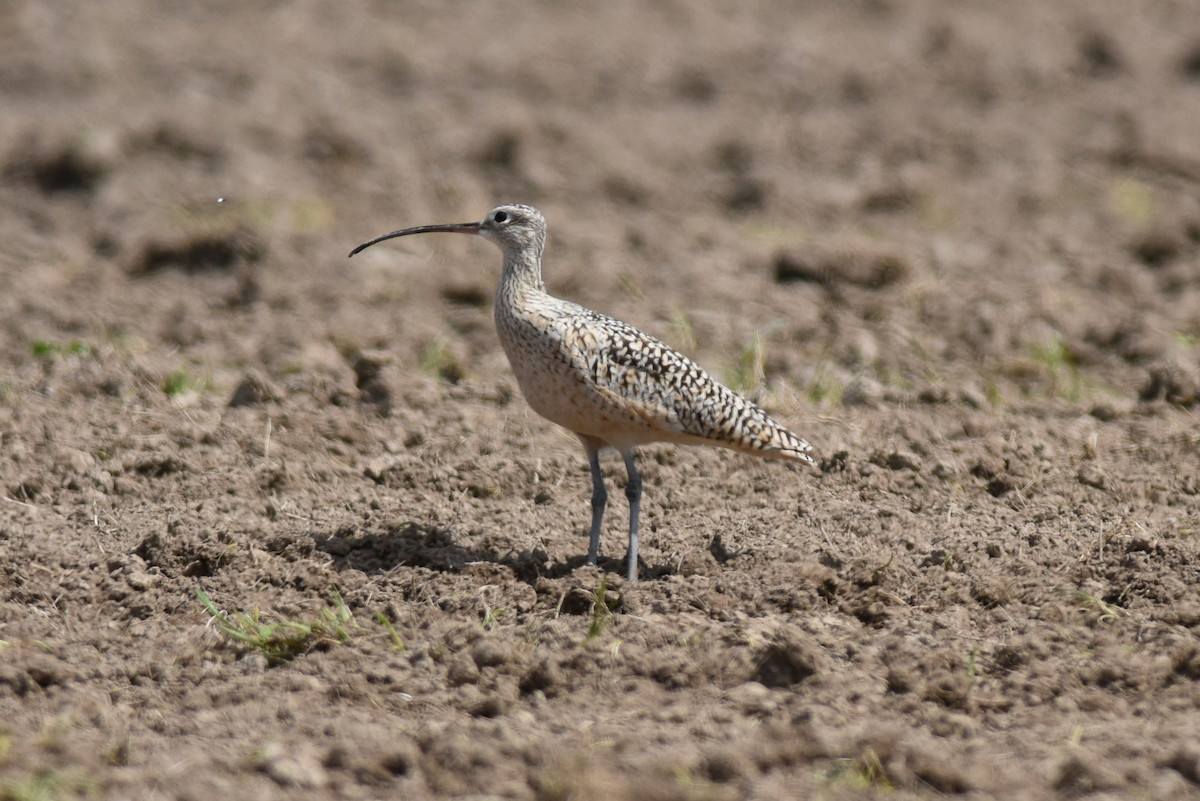 Long-billed Curlew - ML57565651