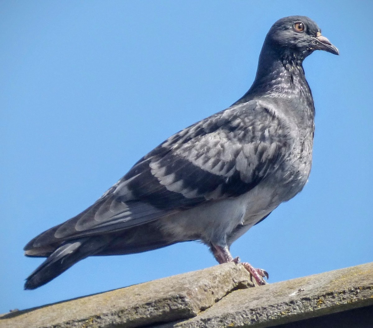 Rock Pigeon (Feral Pigeon) - ML57565931