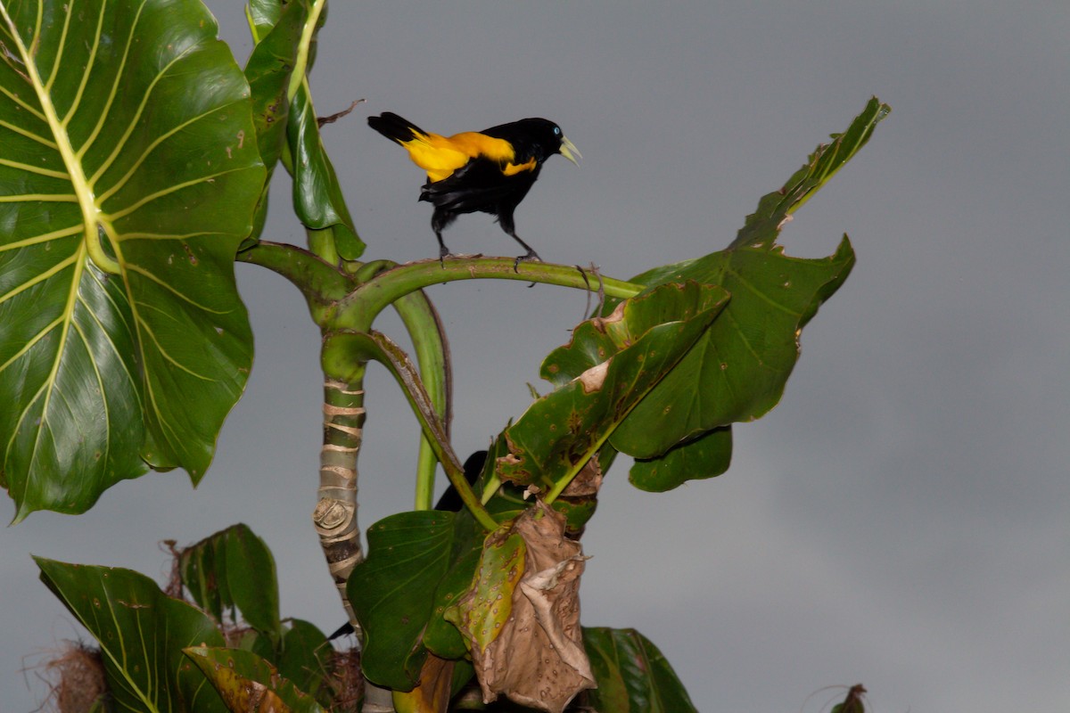 Yellow-rumped Cacique - ML575665501