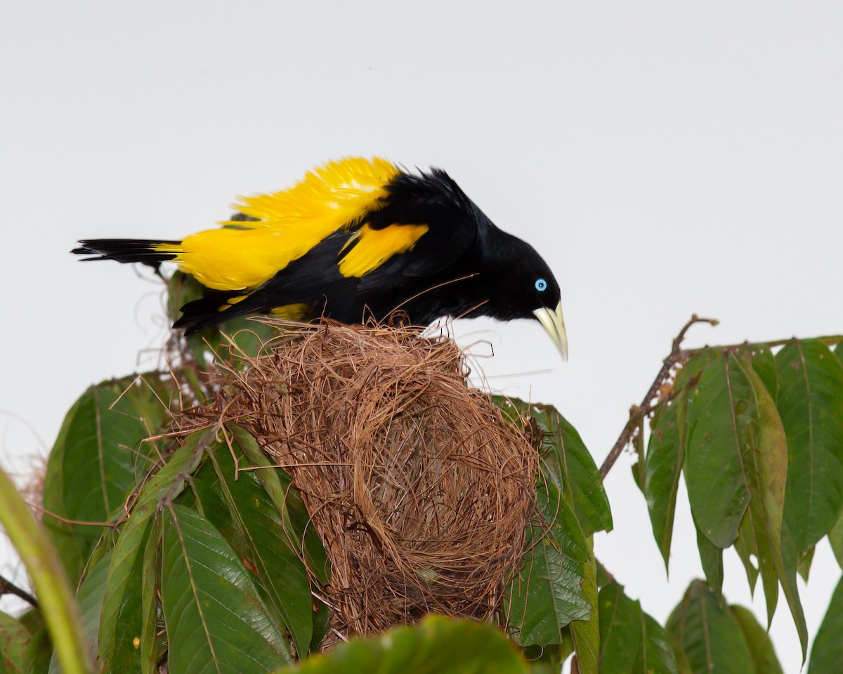 Yellow-rumped Cacique - ML575666671