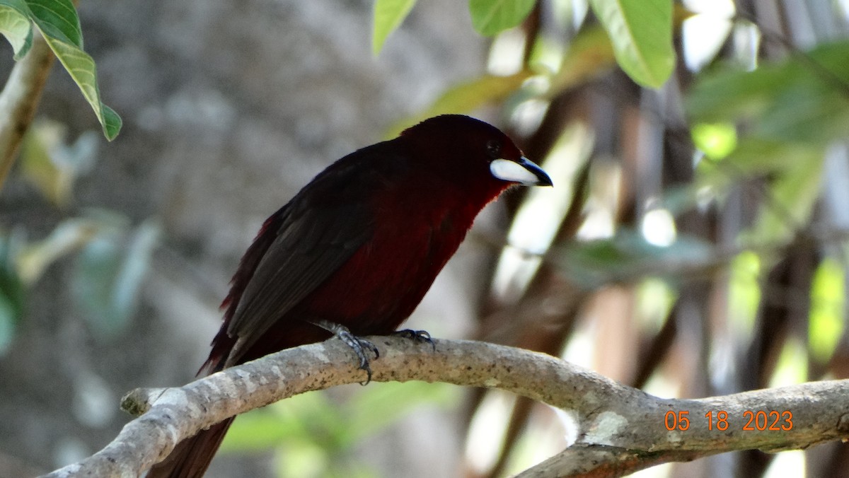 Silver-beaked Tanager - ML575668171