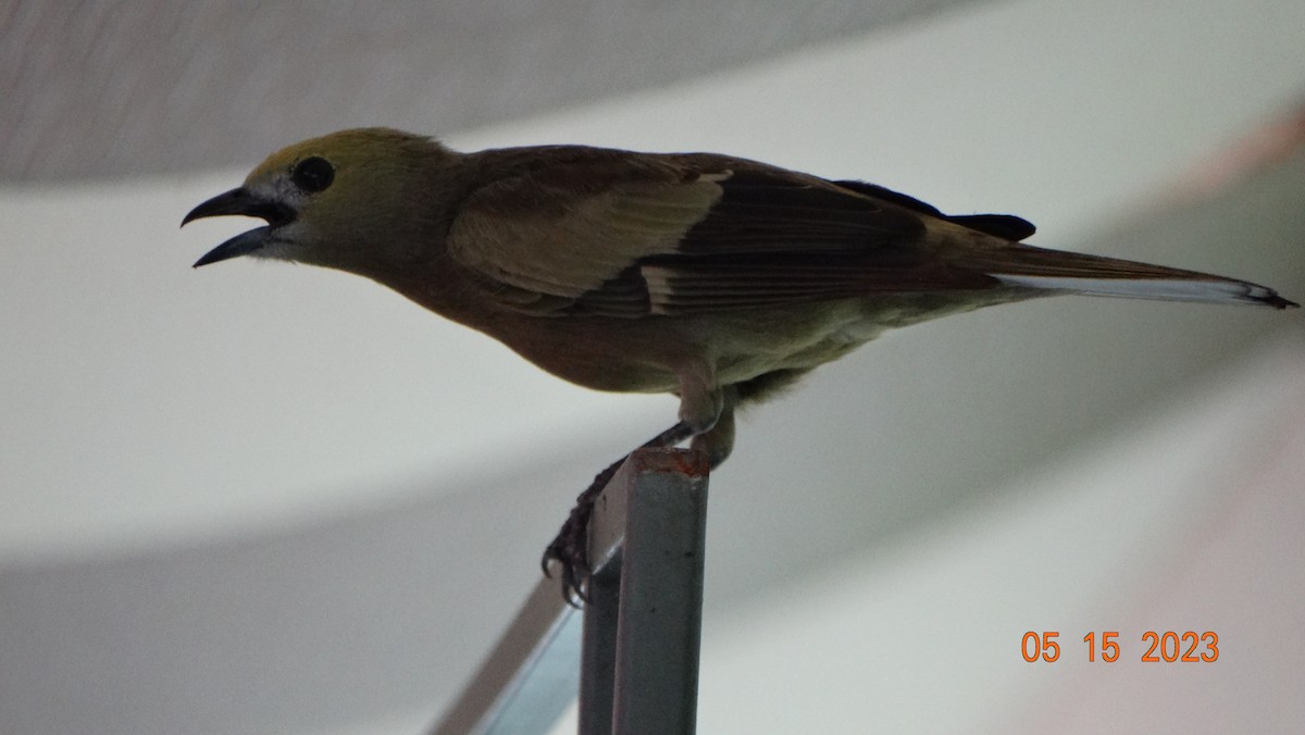 Palm Tanager - ML575668511