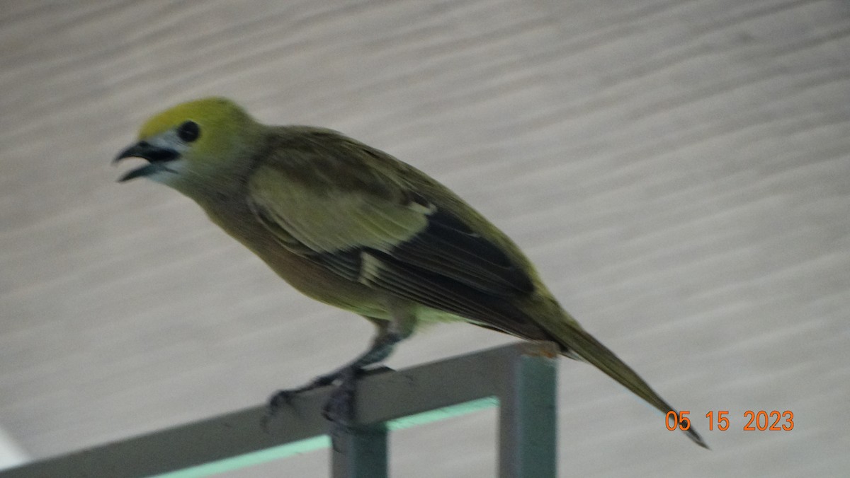Palm Tanager - ML575668551