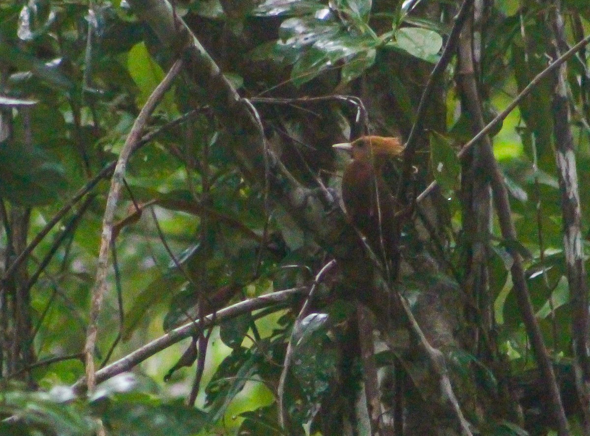 Chestnut-colored Woodpecker - ML575673011