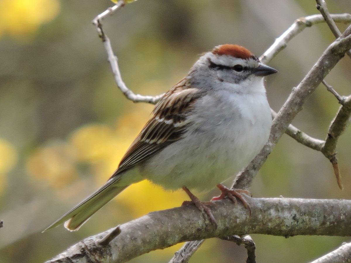 Chipping Sparrow - ML57567401