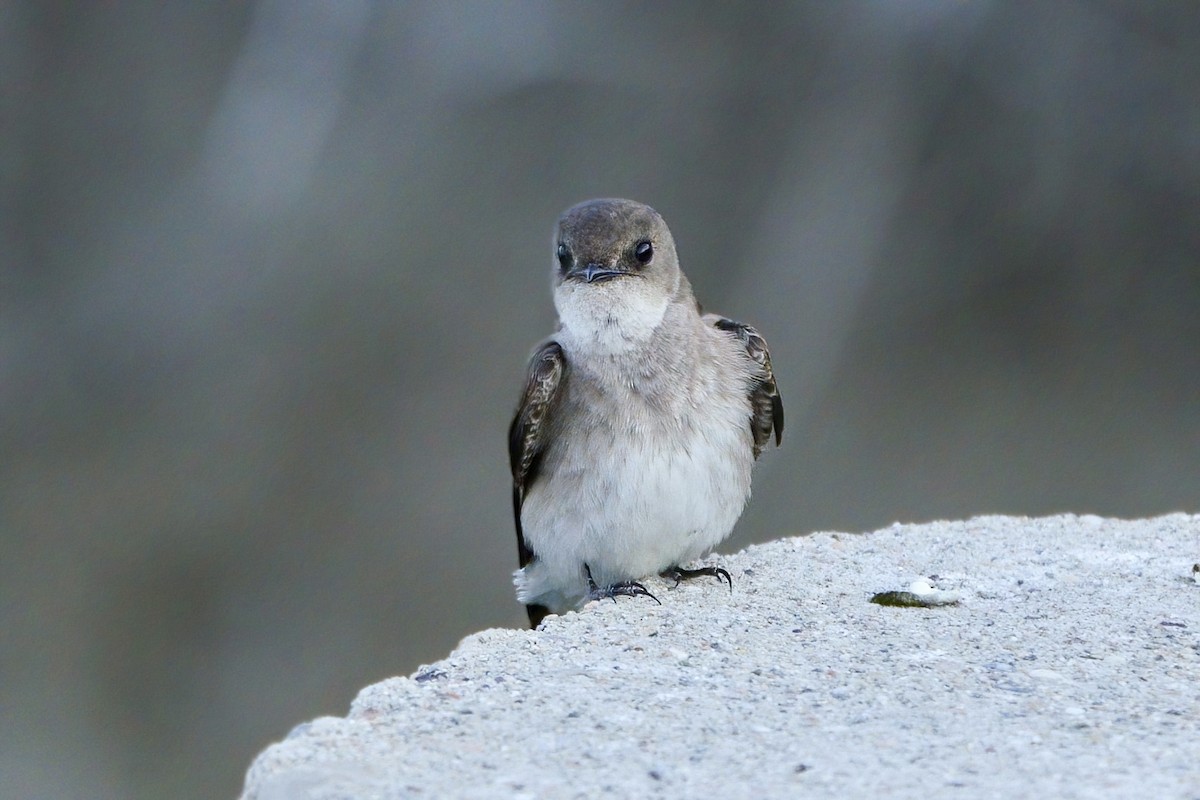 Northern Rough-winged Swallow - ML575675191