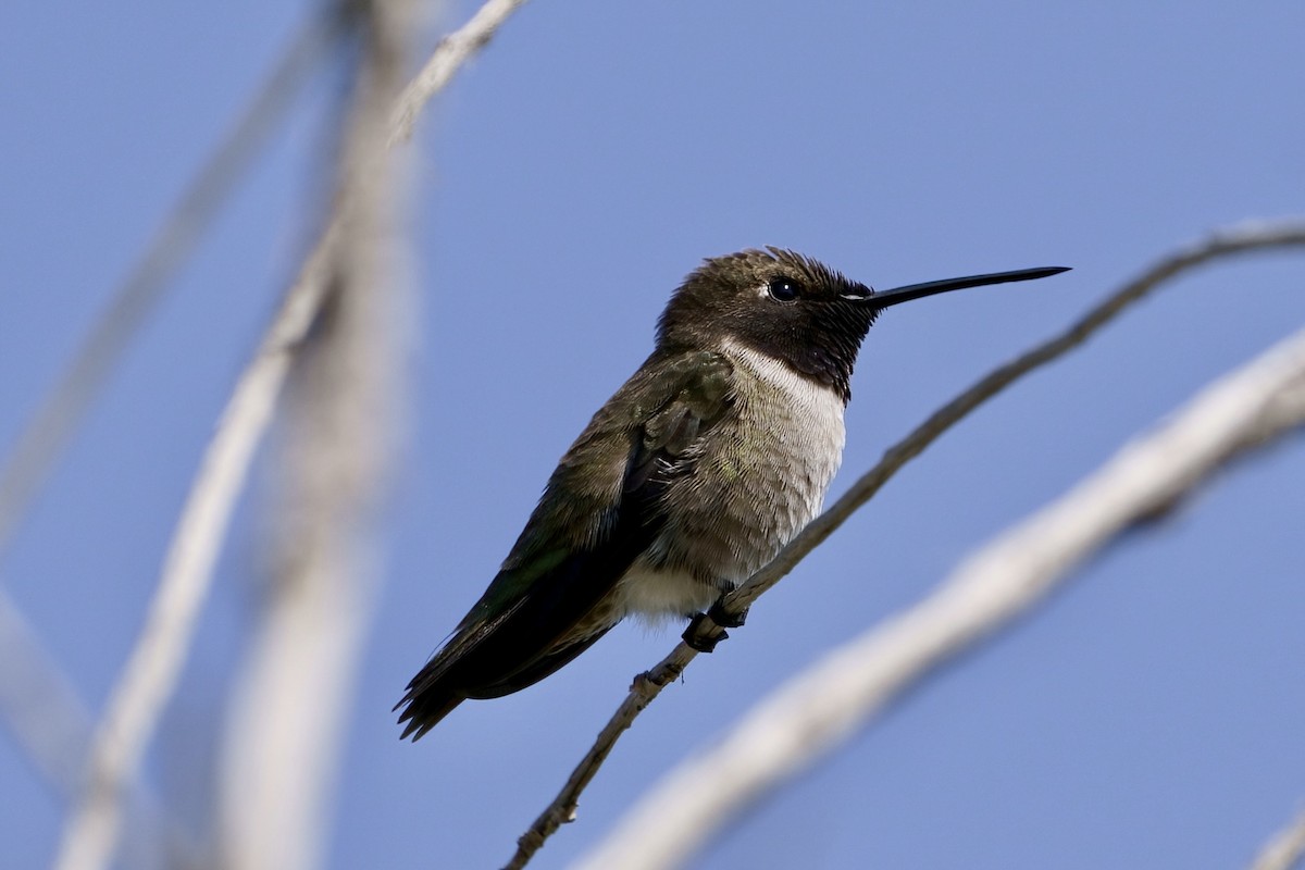 Black-chinned Hummingbird - ML575675281