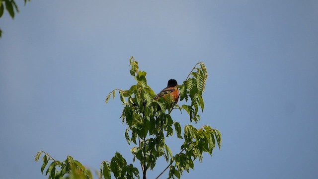Orchard Oriole - ML575676161