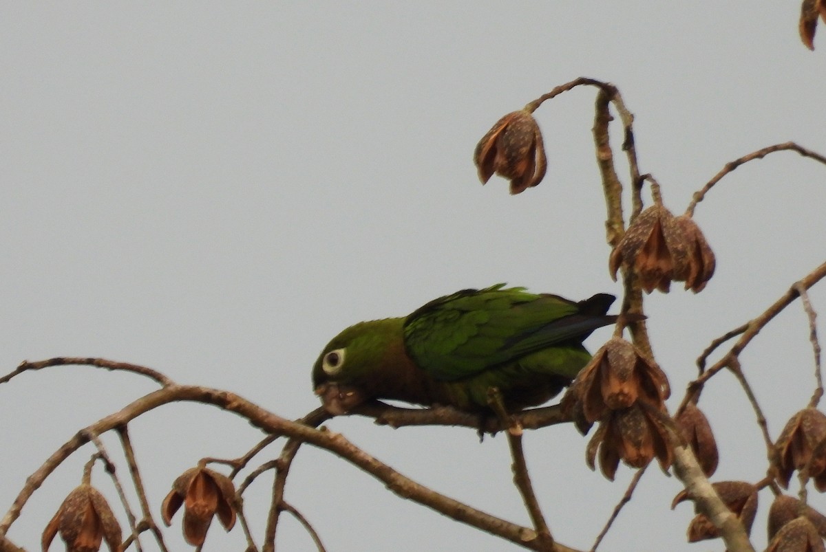 Olive-throated Parakeet - ML575682641