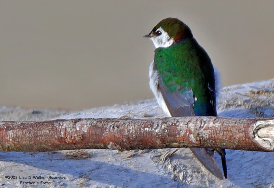 Violet-green Swallow - ML575688421
