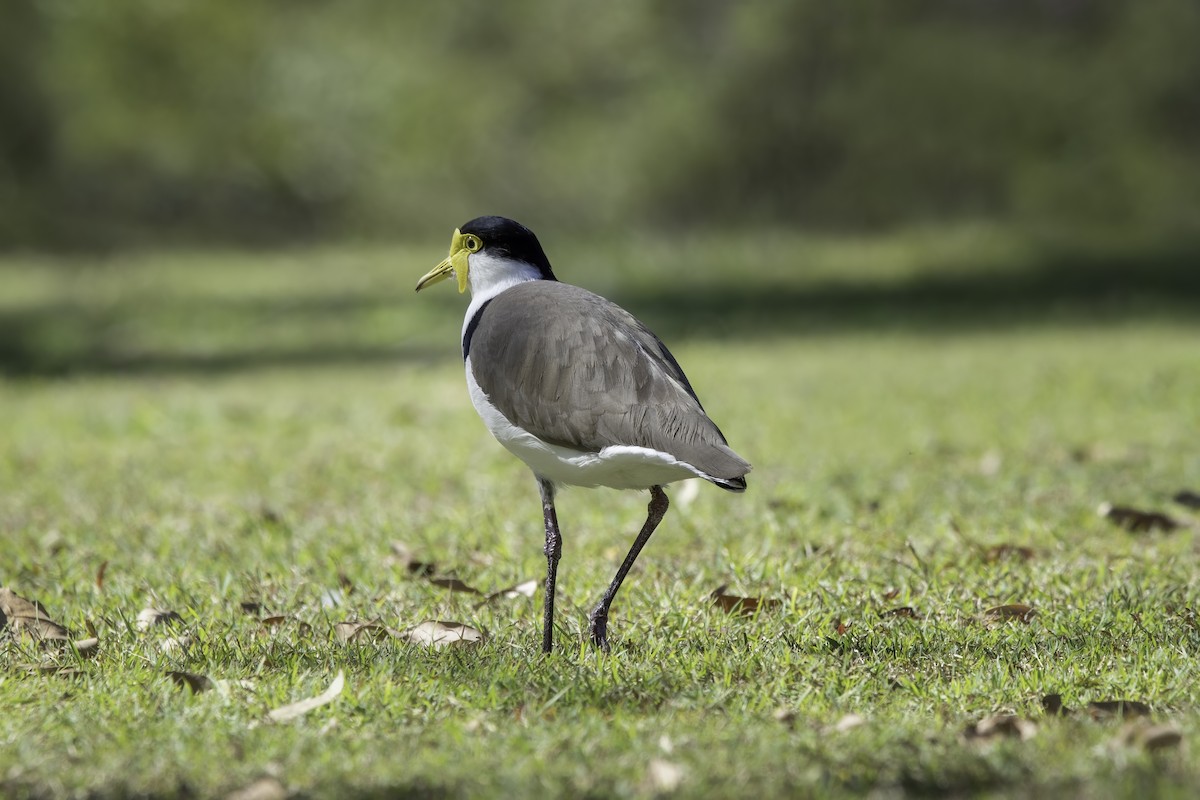 eBird Australia Checklist - 22 May 2023 - Spring Lake Springfield - 28 ...