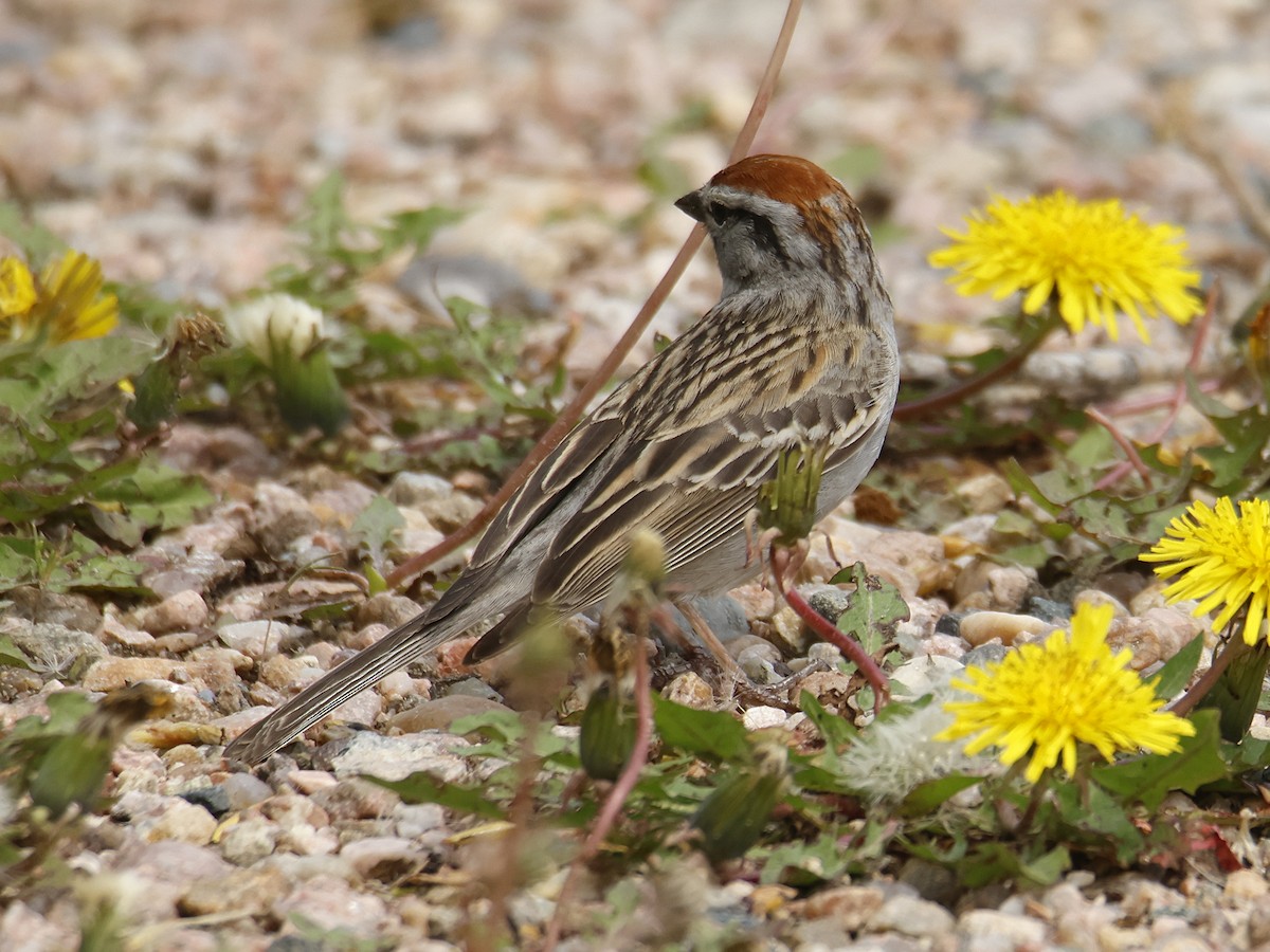 Chipping Sparrow - ML575696221