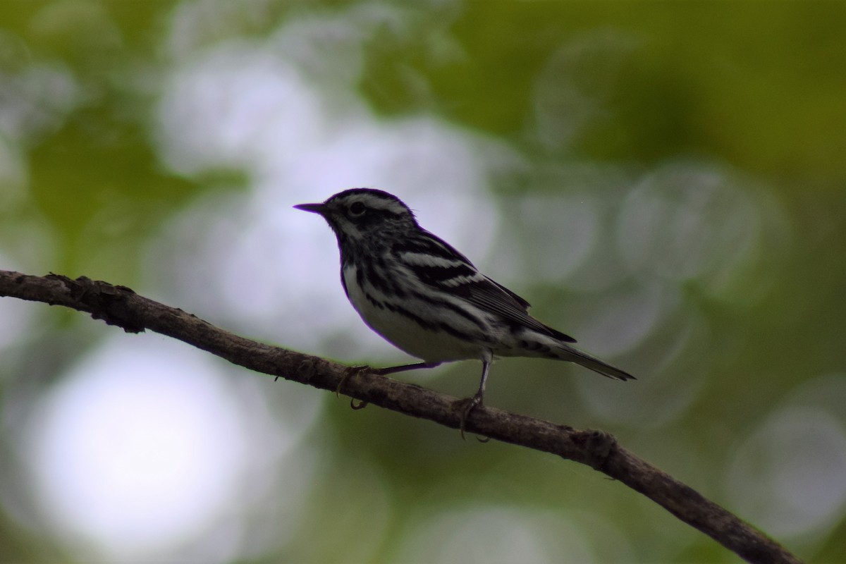Black-and-white Warbler - ML575697331
