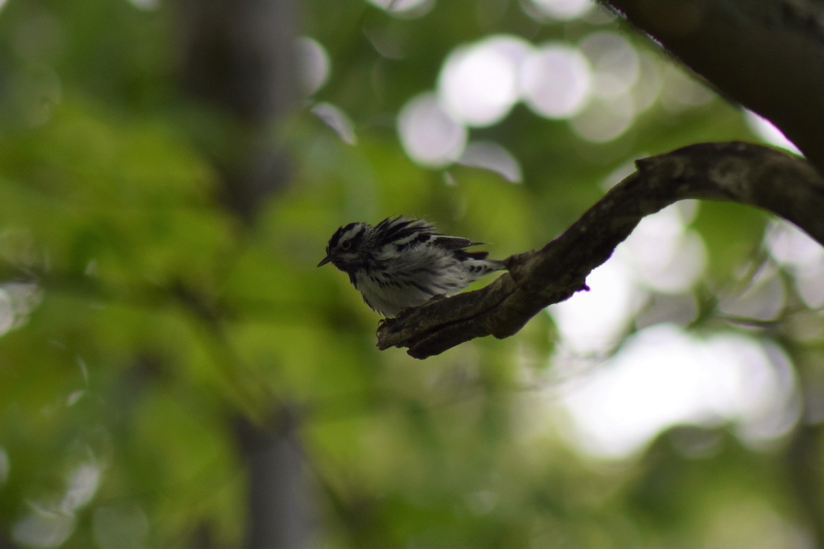 Black-and-white Warbler - ML575697341
